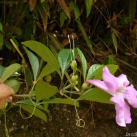 Bignonia magnifica W.Bull